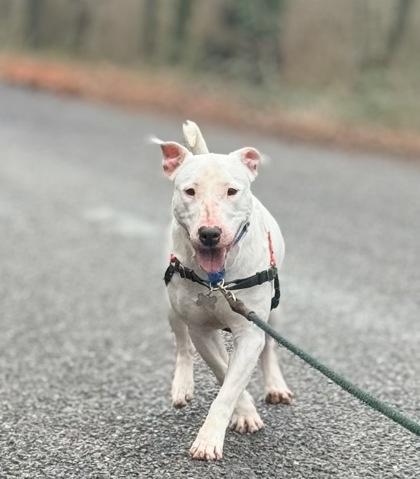 Enlarge Zero, a Adoptable mixed breed in Burlington, WA image 2/3
