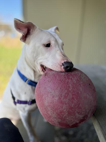 Enlarge Zero, a Adoptable mixed breed in Burlington, WA image 3/3
