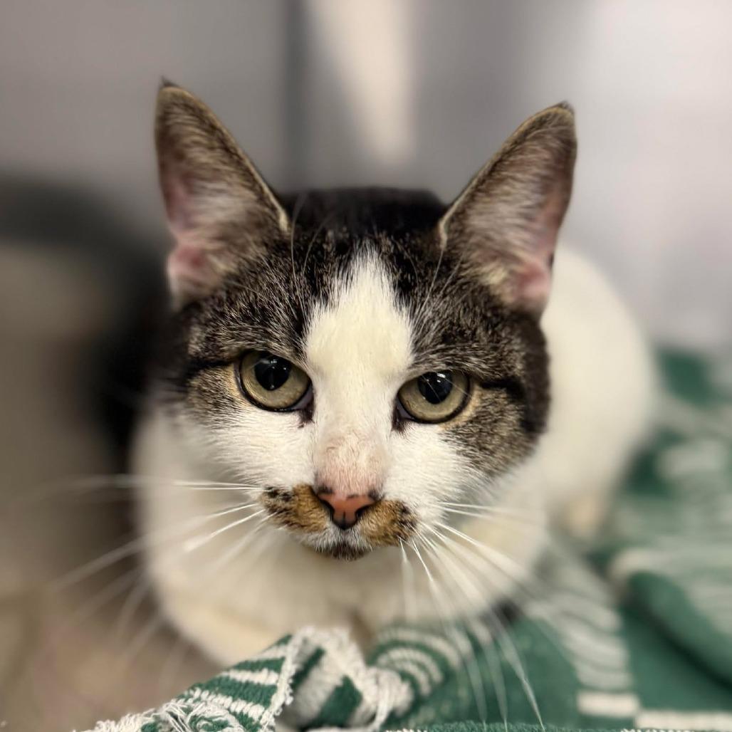 Enlarge Fenty, a Adoptable Domestic Short Hair in Martinsville, VA image 1/1