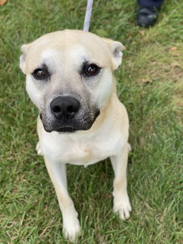 DANNY, Adoptable, Adult Male German Shepherd Dog & Mixed Breed.