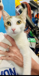 Enlarge Layla, a Adoptable Domestic Short Hair in Boca Raton, FL image 3/4