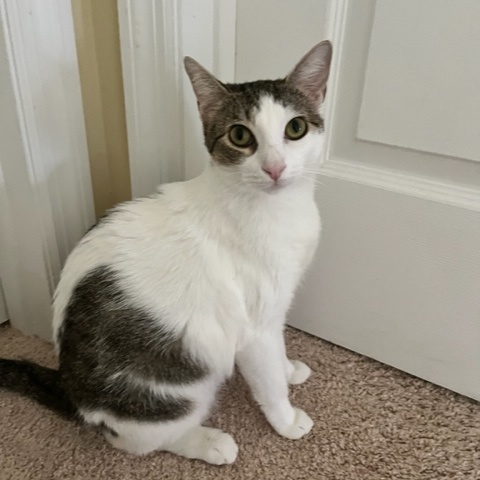 Enlarge Layla, a Adoptable Domestic Short Hair in Boca Raton, FL image 2/4