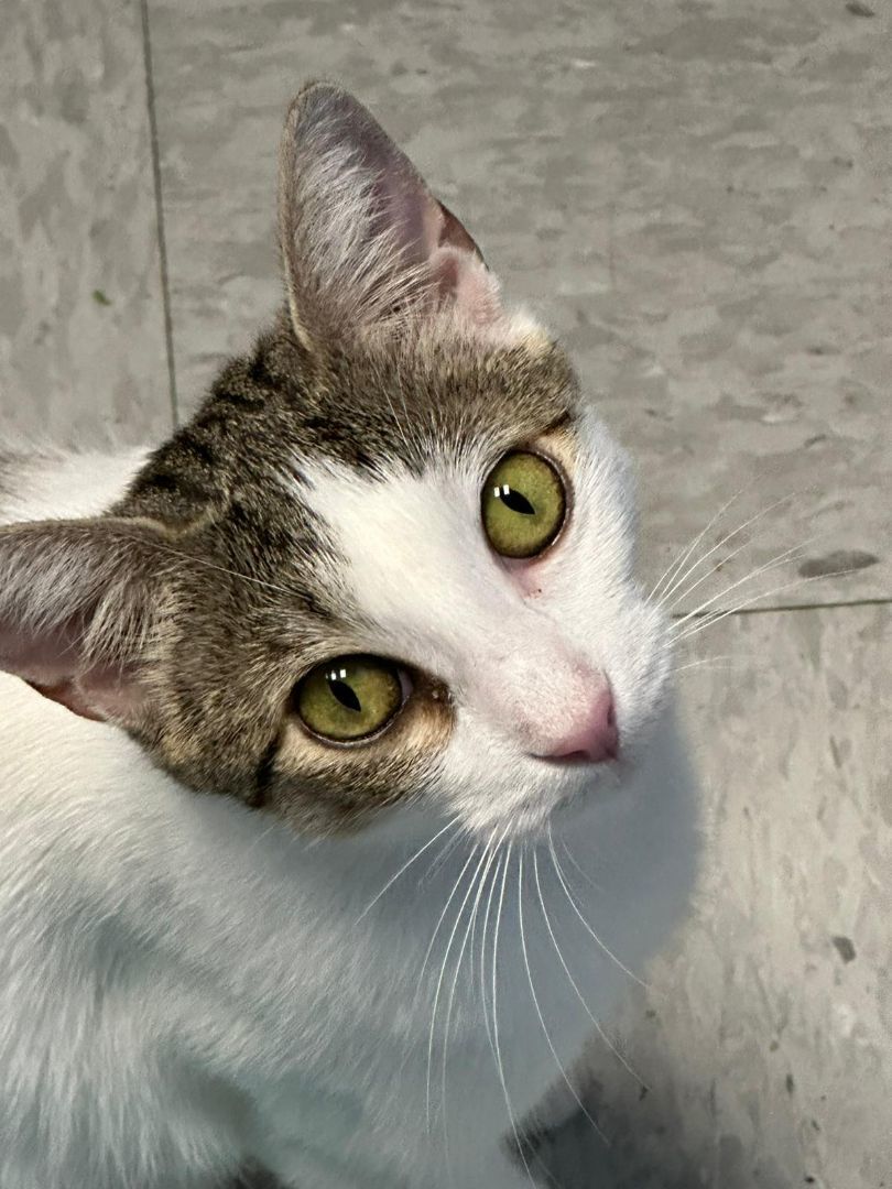 Enlarge Layla, a Adoptable Domestic Short Hair in Boca Raton, FL image 4/4