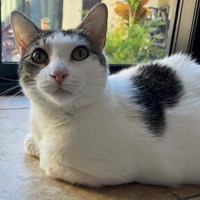 Enlarge Layla, a Adoptable Domestic Short Hair in Boca Raton, FL image 1/4