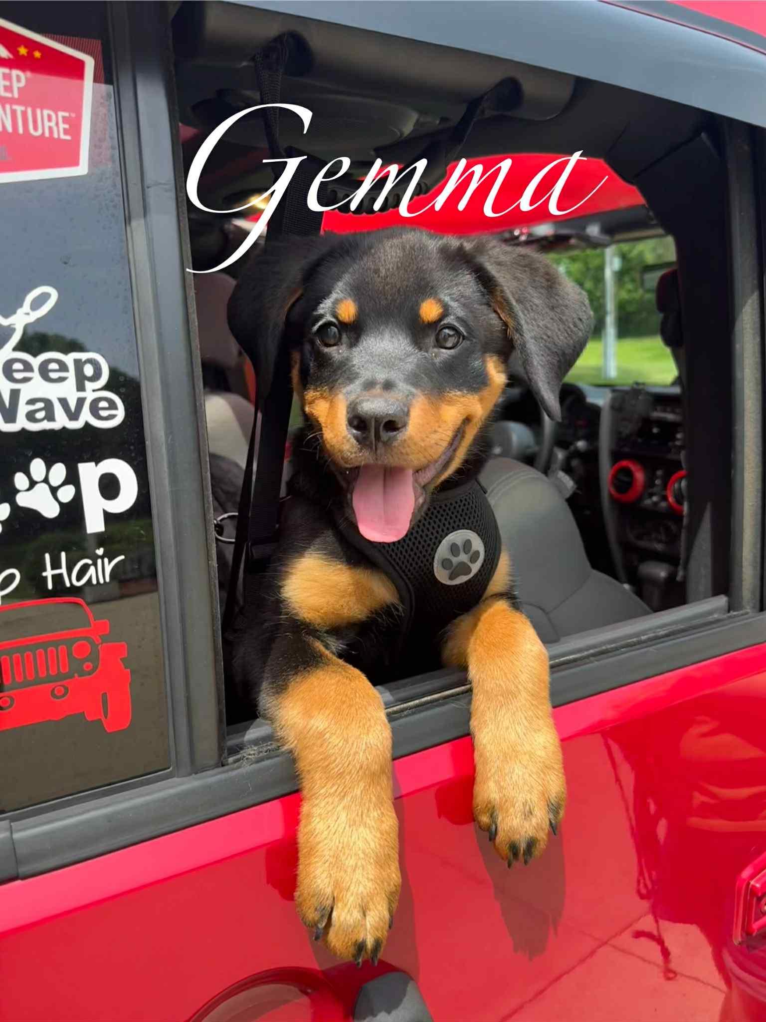 Enlarge Rajah, a Adopted Rottweiler in Hillsboro, NH image 1/3