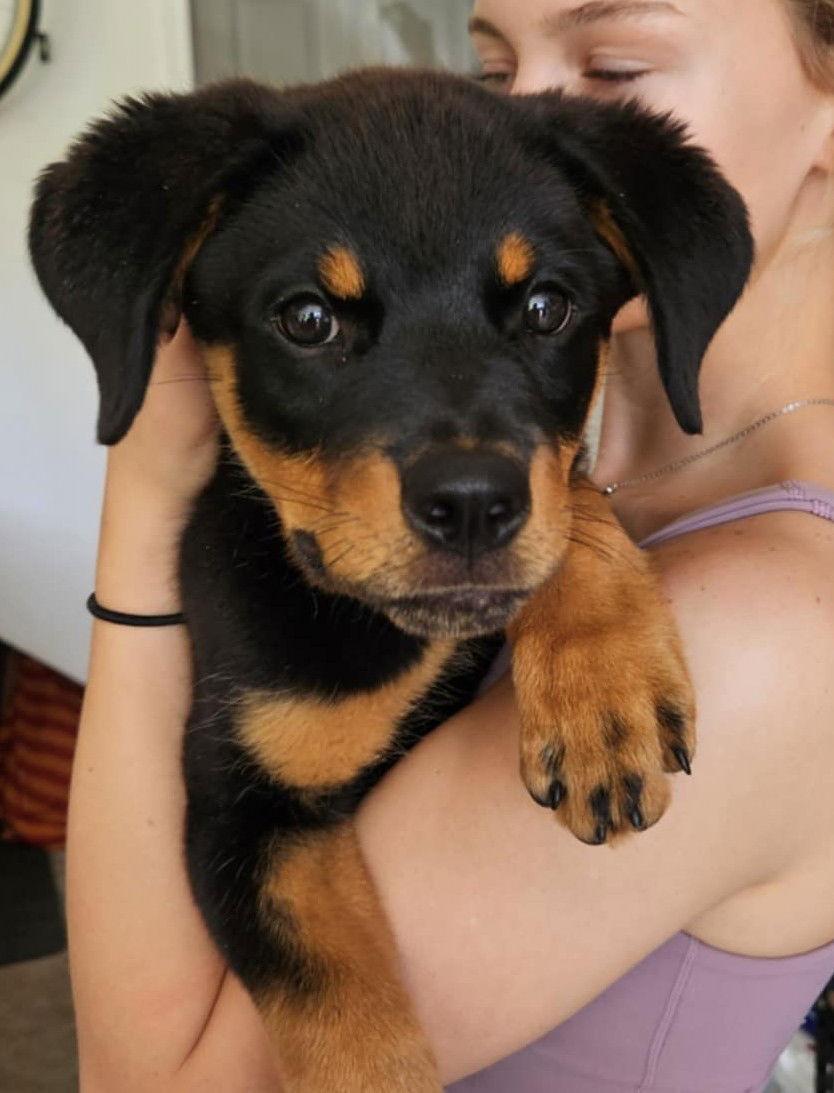 Enlarge Rajah, a Adopted Rottweiler in Hillsboro, NH image 2/3