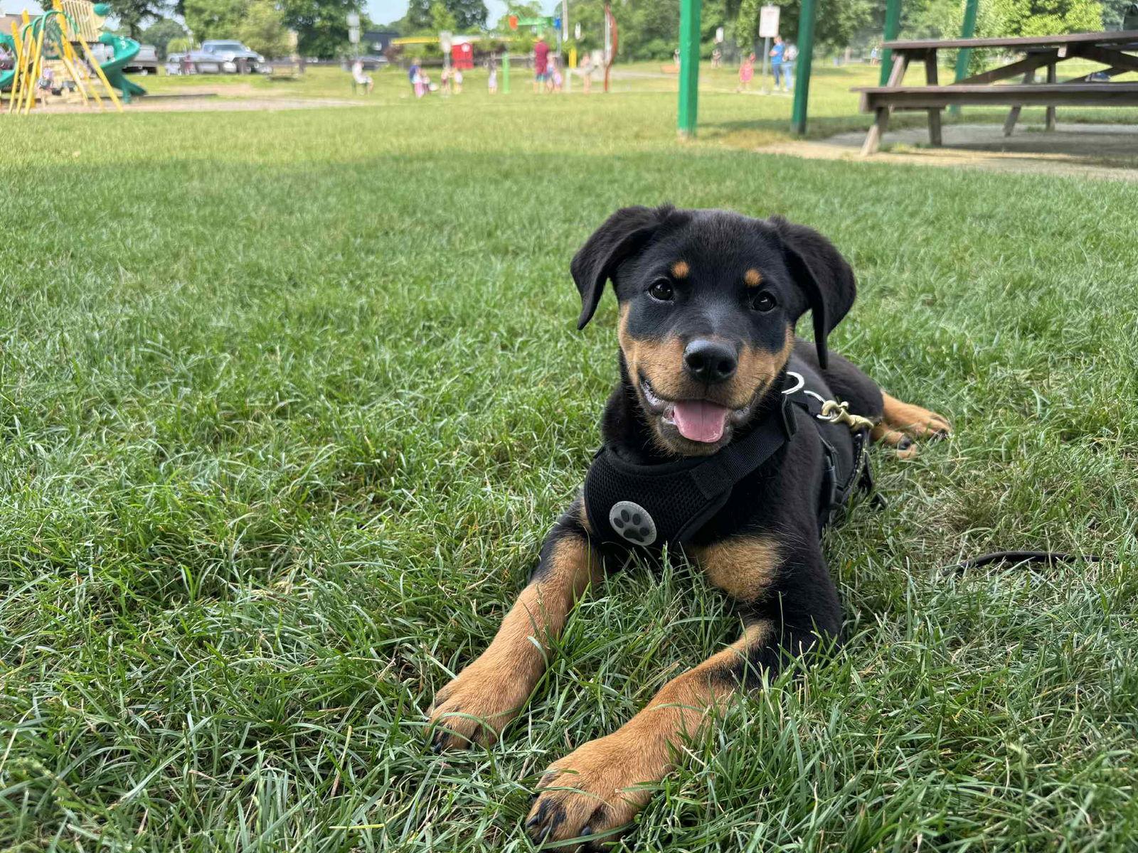 Enlarge Rajah, a Adopted Rottweiler in Hillsboro, NH image 3/3