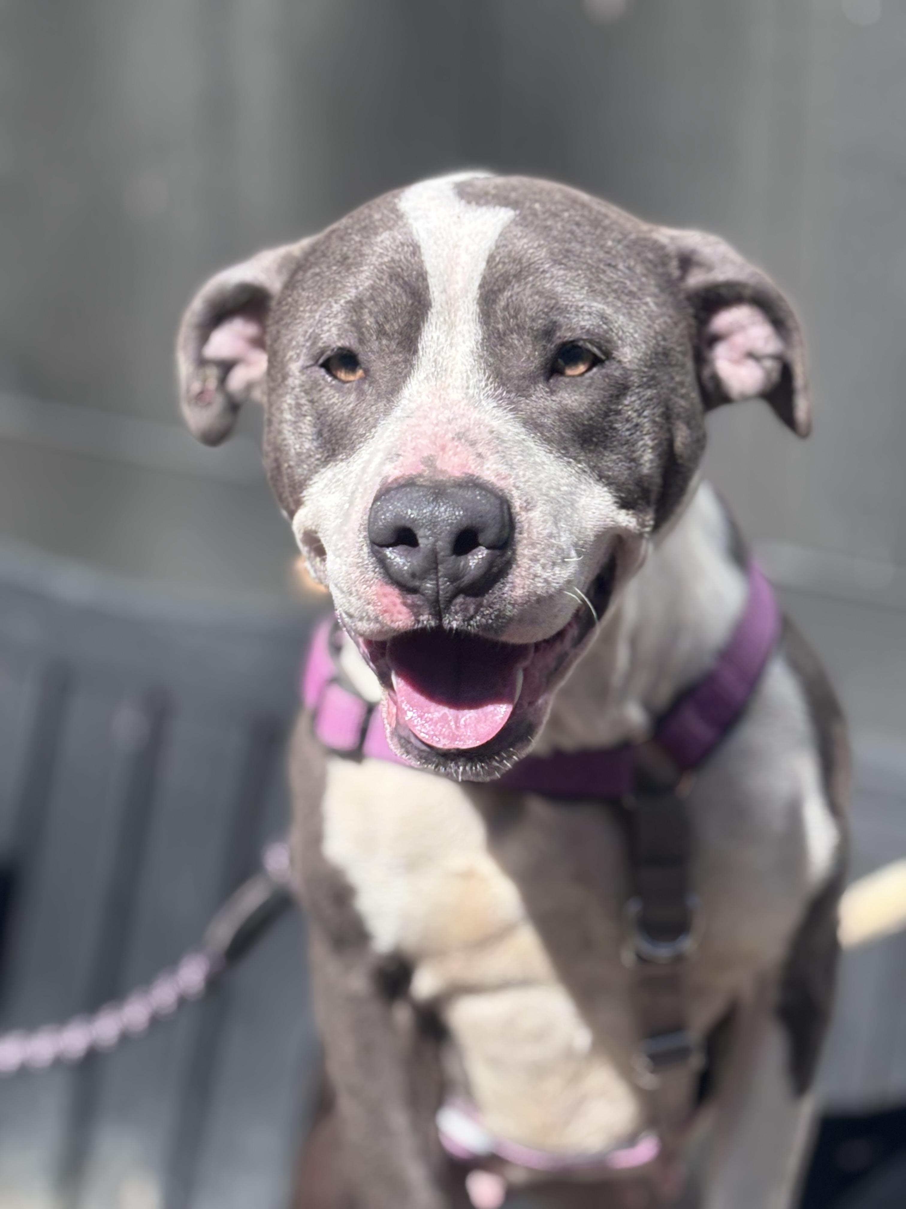 Elizabeth, Adoptable, Young Female American Staffordshire Terrier & Mixed Breed.