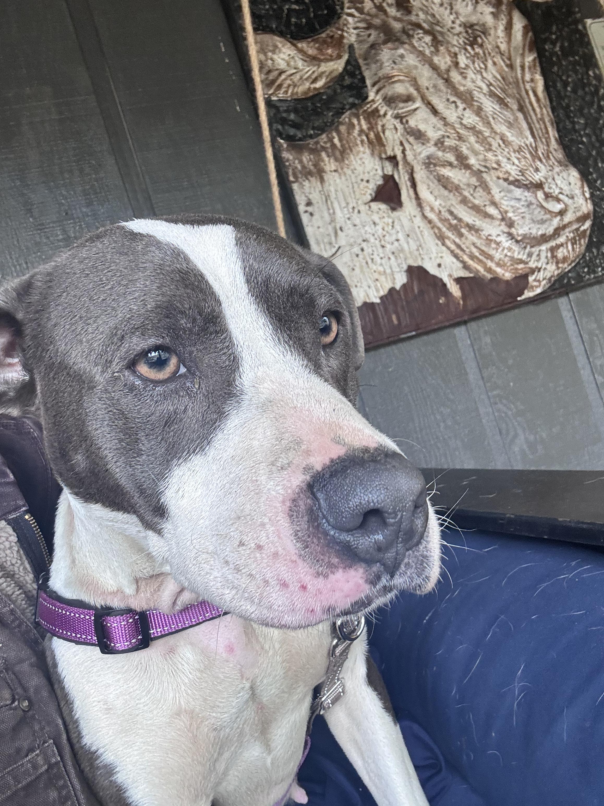 Elizabeth, a Adoptable mixed breed image 4/4