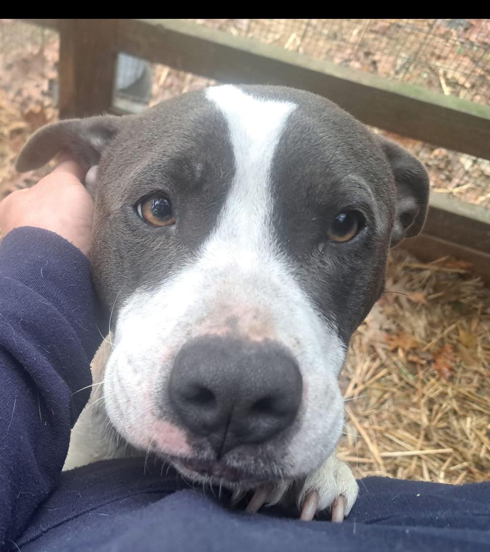 Elizabeth, a Adoptable mixed breed image 2/4