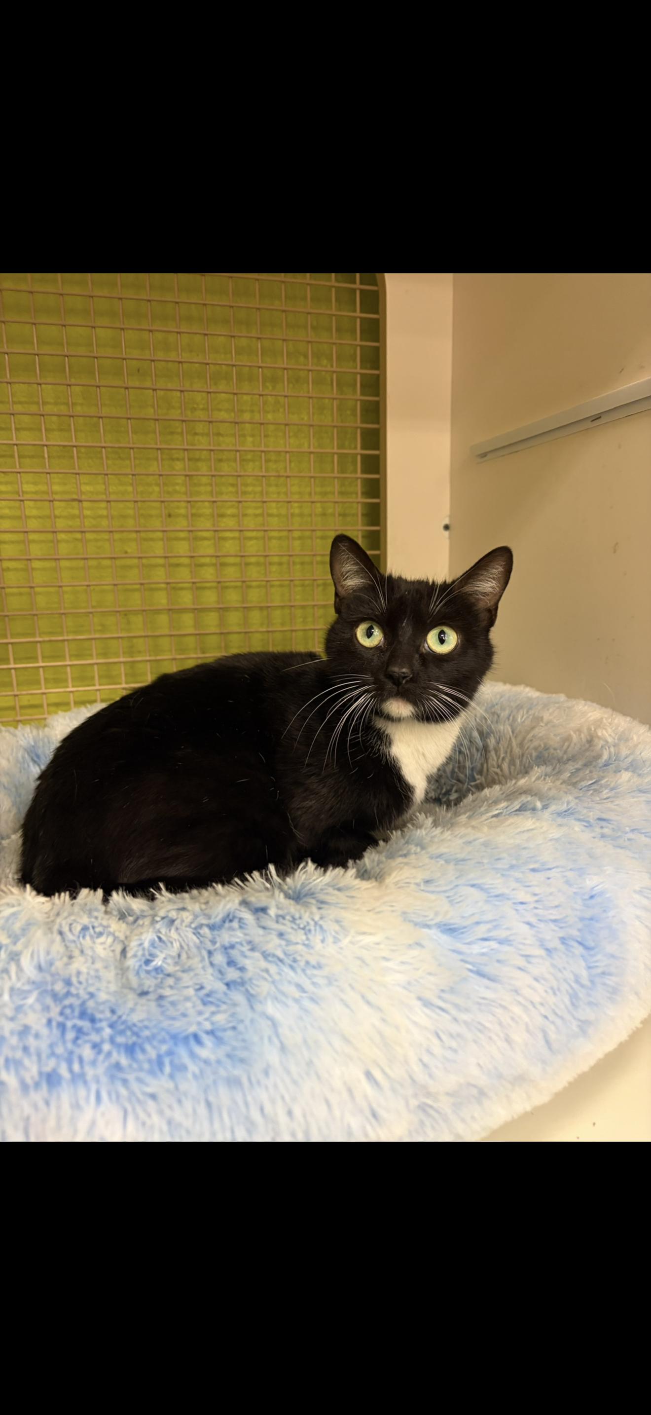 Classy Chic, adopted, Young Female Tuxedo.
