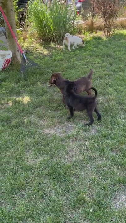 Enlarge Landon, a Adopted mixed breed in BLOOMINGTON, NY video 6/11