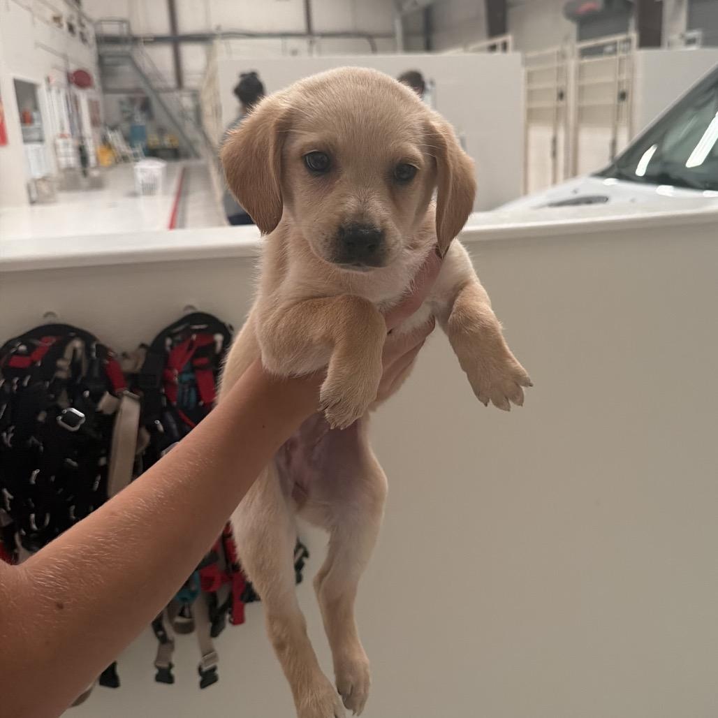 Enlarge Boba, an adopted Labrador Retriever in Chicago, IL image 1/1