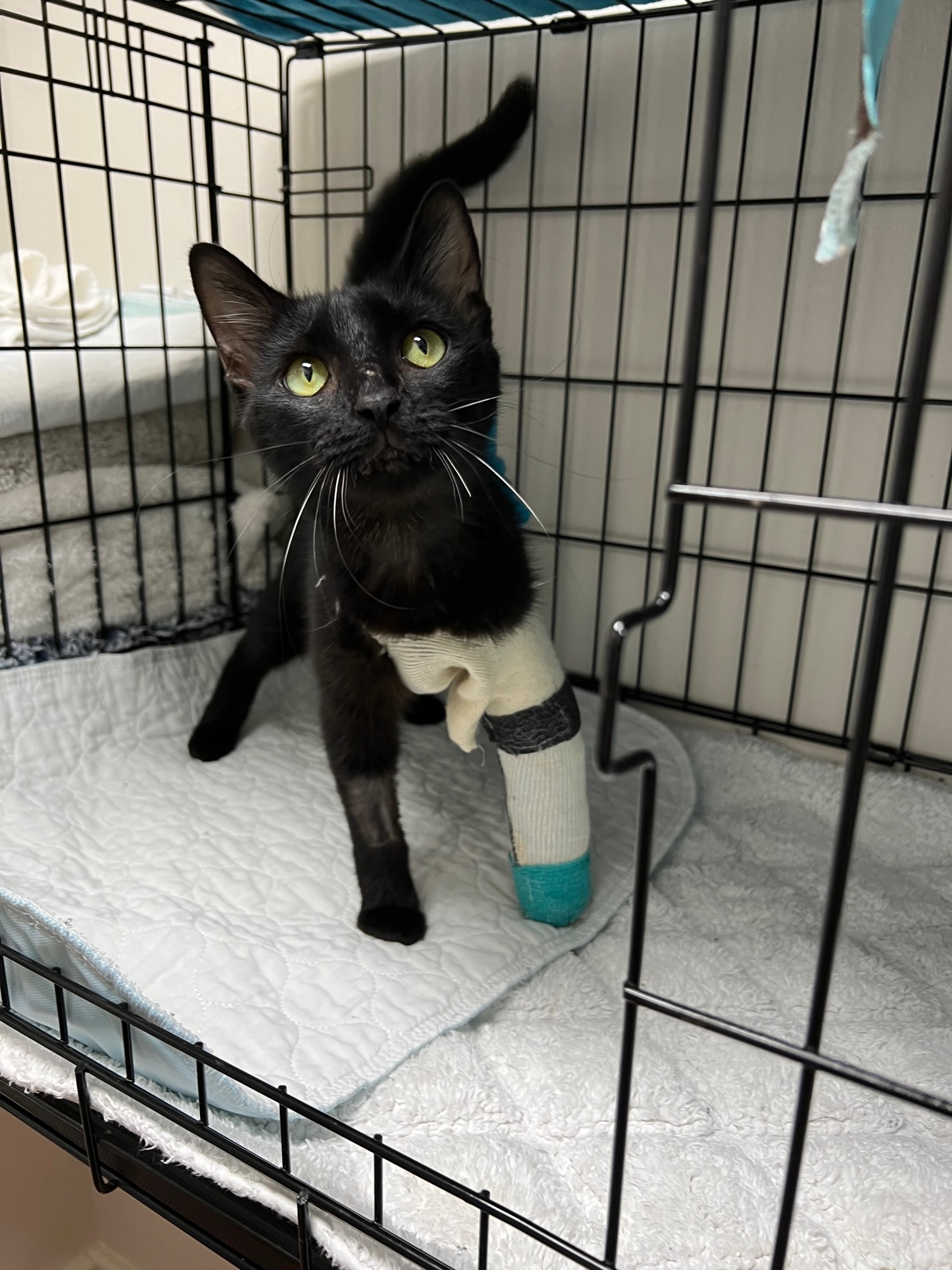 Patton, a Adoptable Domestic Short Hair in Houston, TX image 1/4