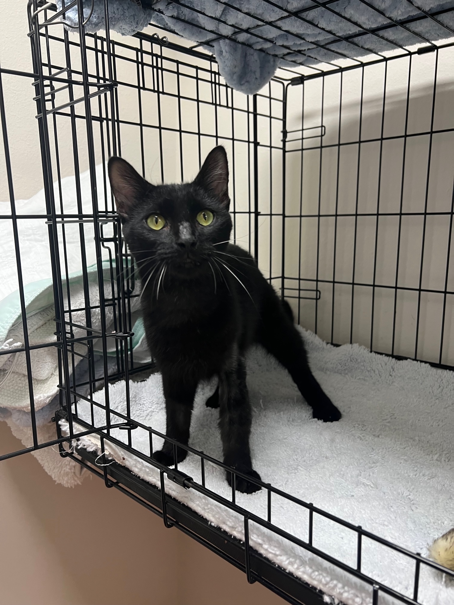 Patton, a Adoptable Domestic Short Hair in Houston, TX image 2/4