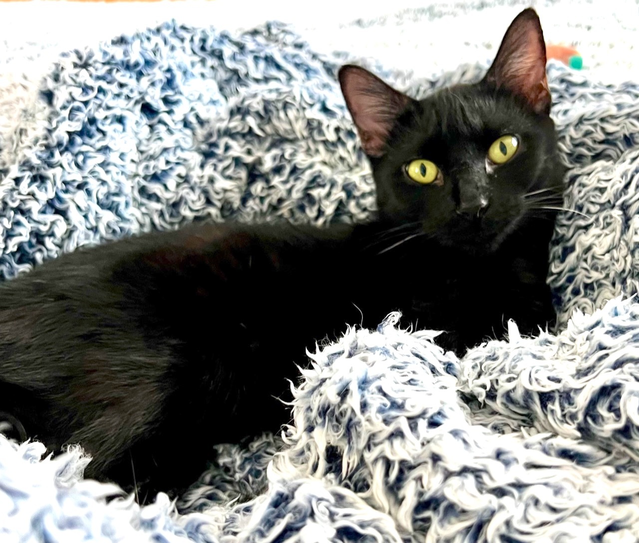 Patton, a Adoptable Domestic Short Hair in Houston, TX image 3/4