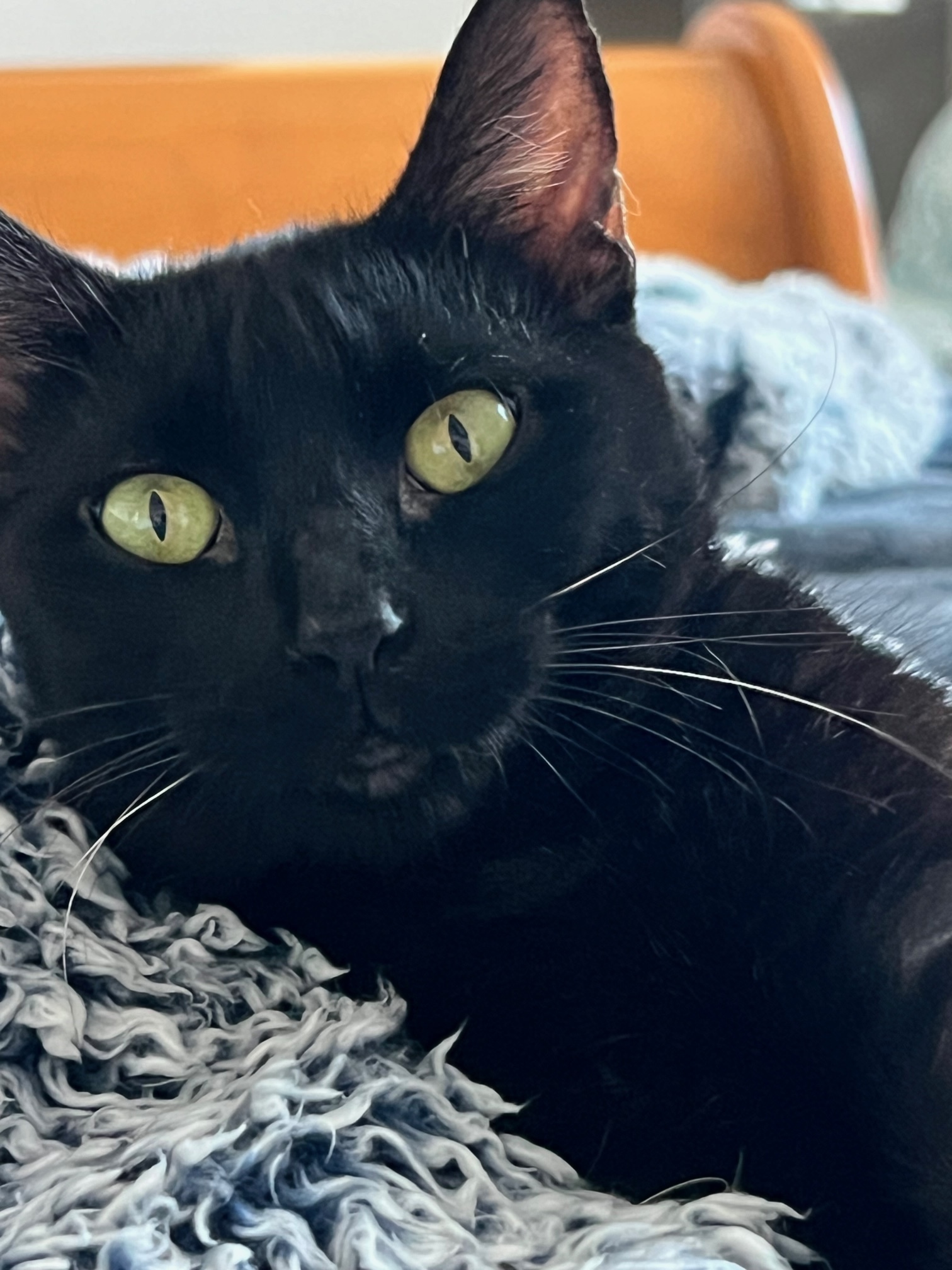 Patton, a Adoptable Domestic Short Hair in Houston, TX image 4/4