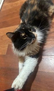 Mochi photo 2