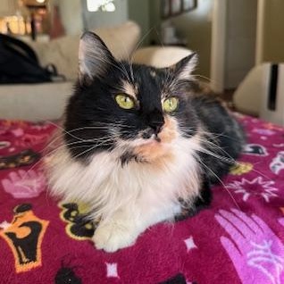 Mochi, Young Female Calico