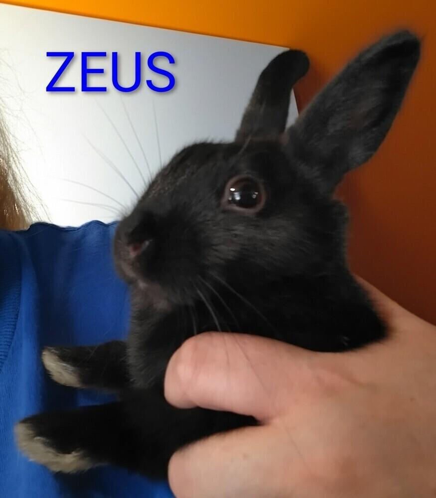 Zeus, Adoptable, Baby Male Polish & Dwarf.
