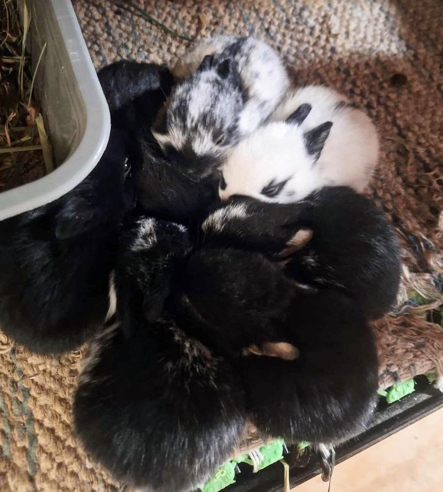 Enlarge Zeus, a Adoptable mixed breed in Dallas, PA image 3/4