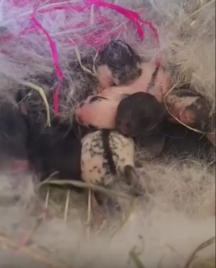 Enlarge Zeus, a Adoptable mixed breed in Dallas, PA image 4/4