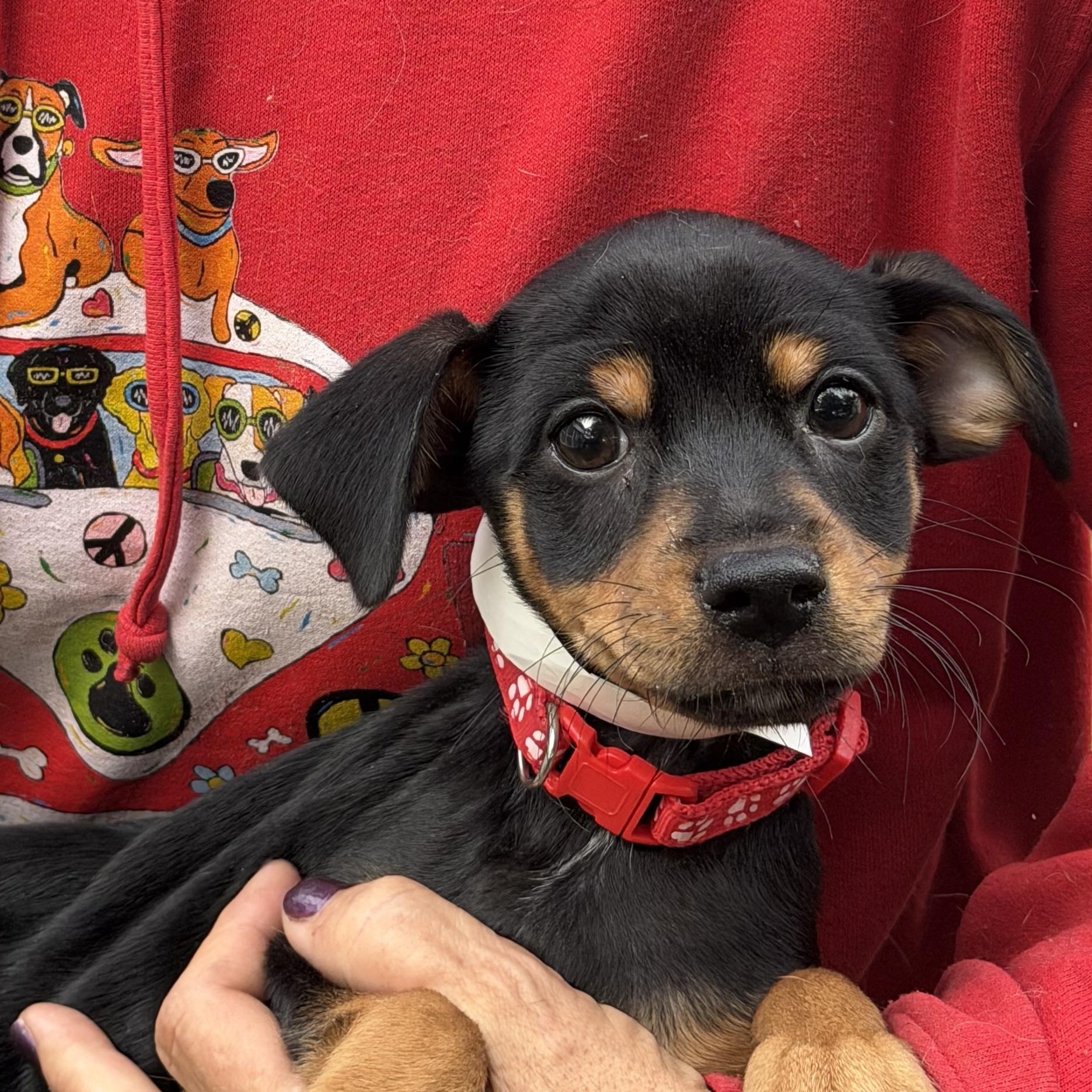 Rocko - Local July 24-26, adopted, Puppy Male Chihuahua.