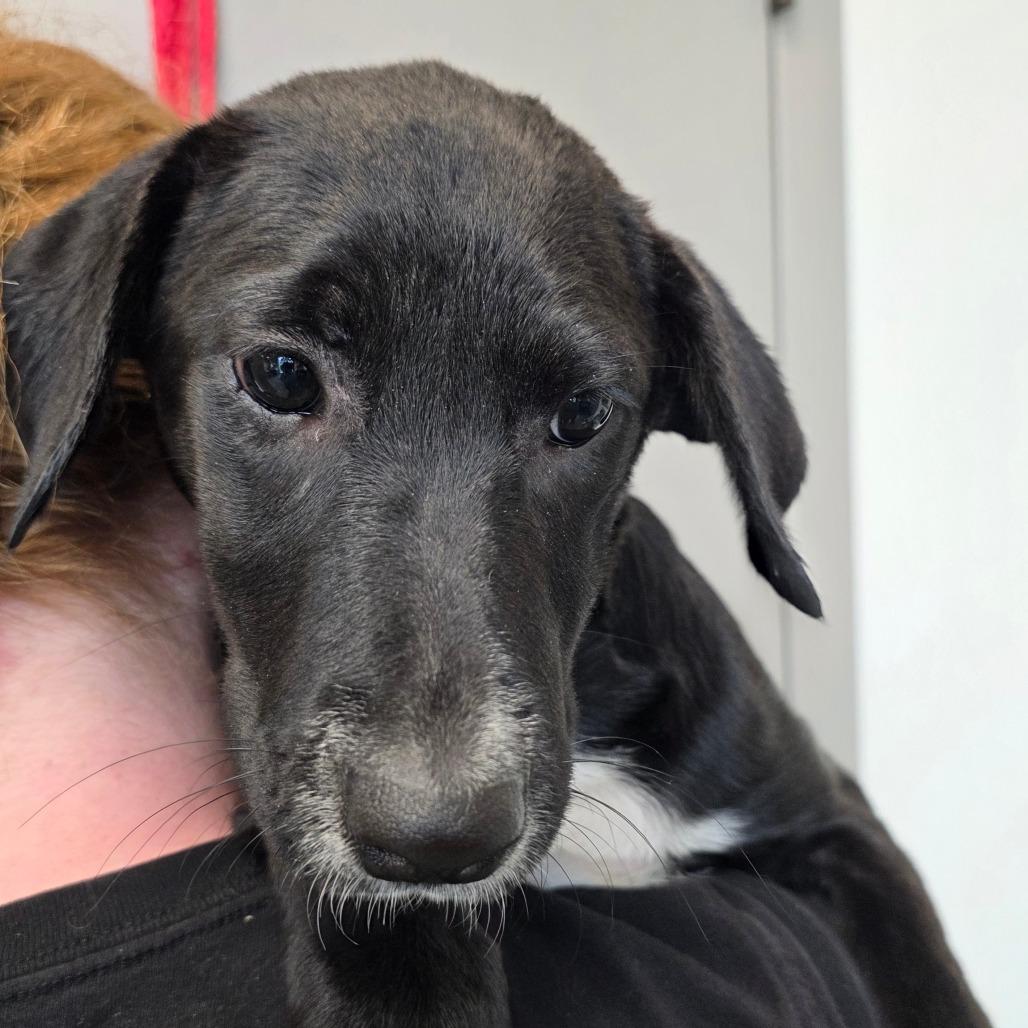 Enlarge Maleficent, a Adoptable mixed breed in Sand Springs, OK image 1/6