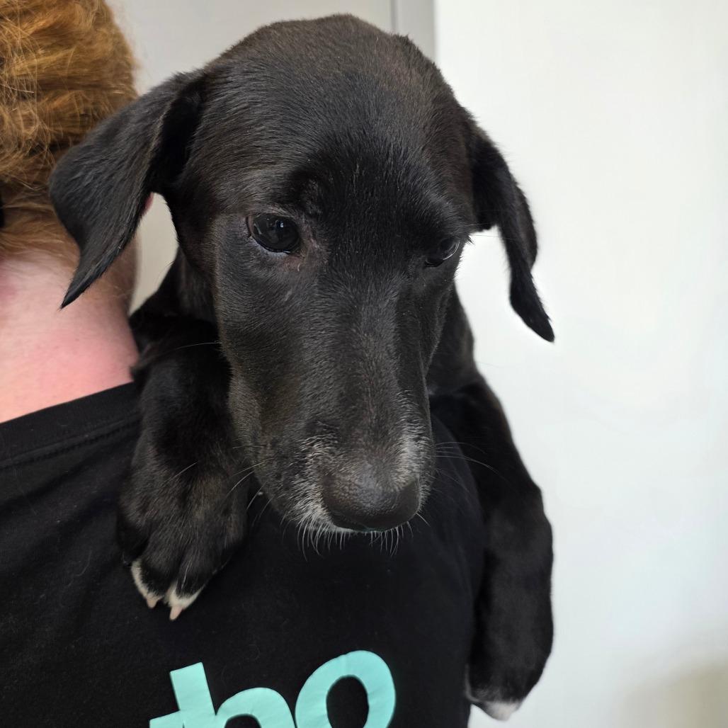 Enlarge Maleficent, a Adoptable mixed breed in Sand Springs, OK image 2/6
