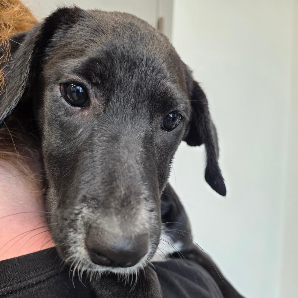 Enlarge Maleficent, a Adoptable mixed breed in Sand Springs, OK image 3/6