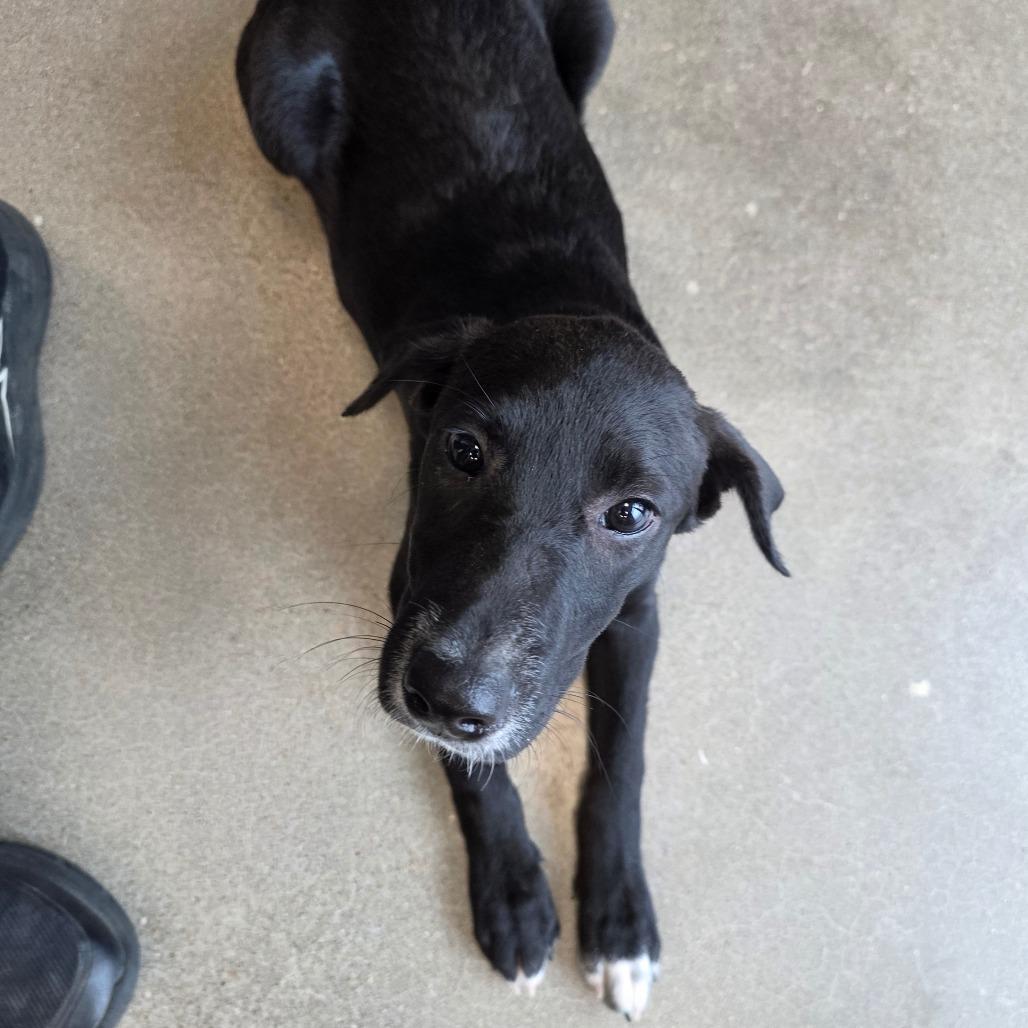 Enlarge Maleficent, a Adoptable mixed breed in Sand Springs, OK image 4/6