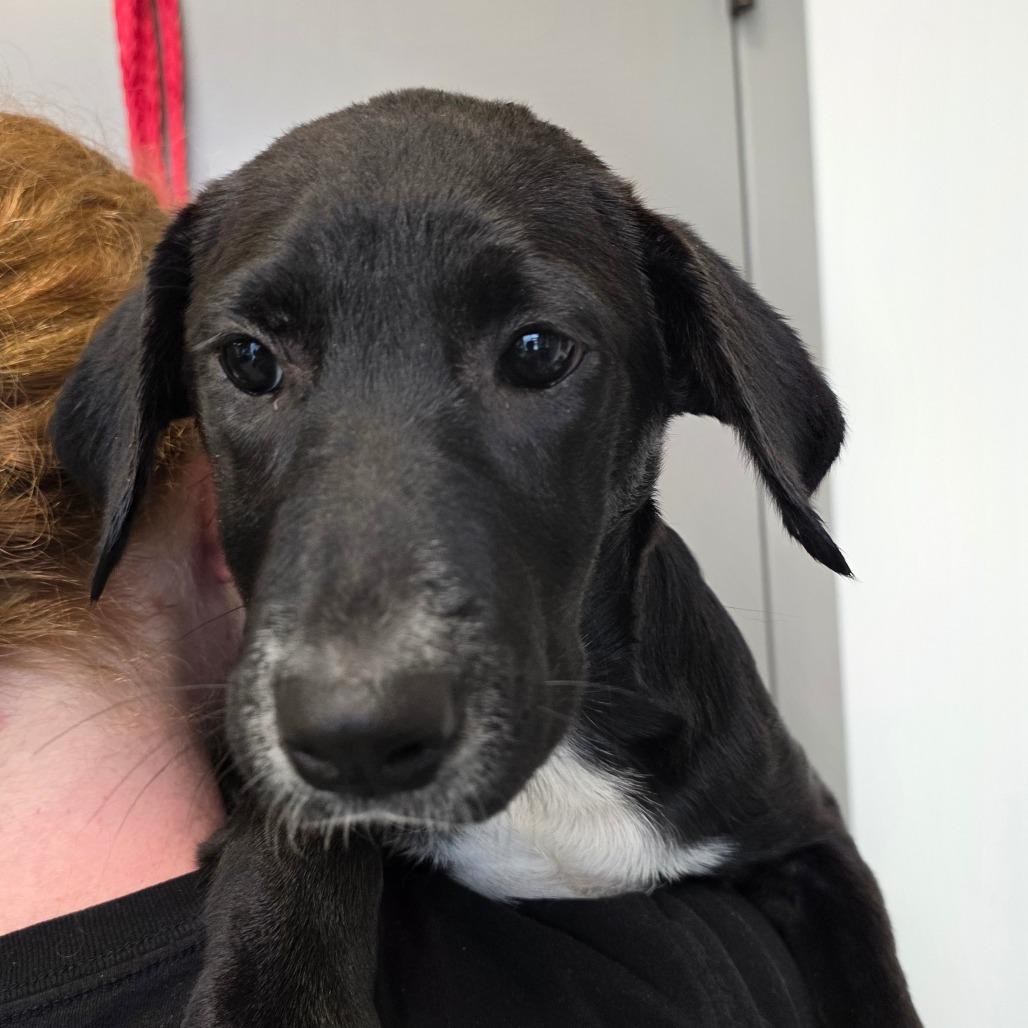 Enlarge Maleficent, a Adoptable mixed breed in Sand Springs, OK image 5/6