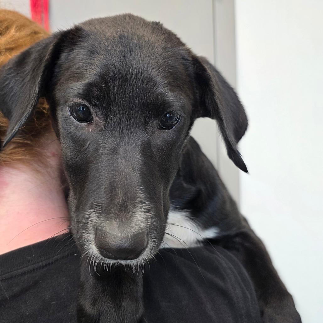 Enlarge Maleficent, a Adoptable mixed breed in Sand Springs, OK image 6/6
