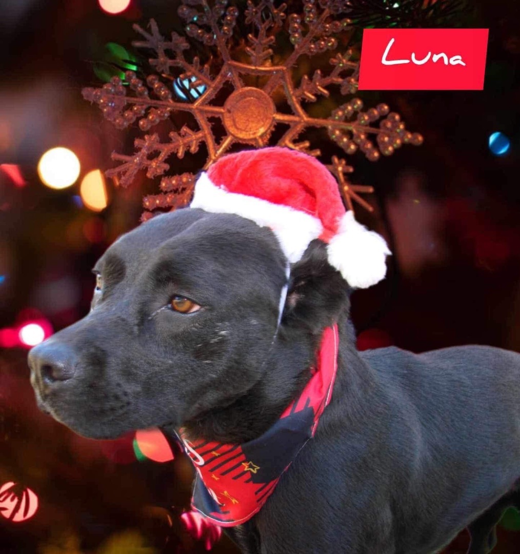 Luna, Adoptable, Young Female Mixed Breed.