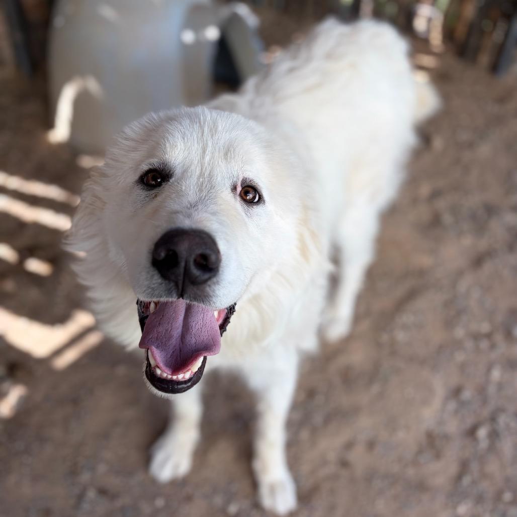 Yeti, Adoptable, Young Male Great Pyrenees.