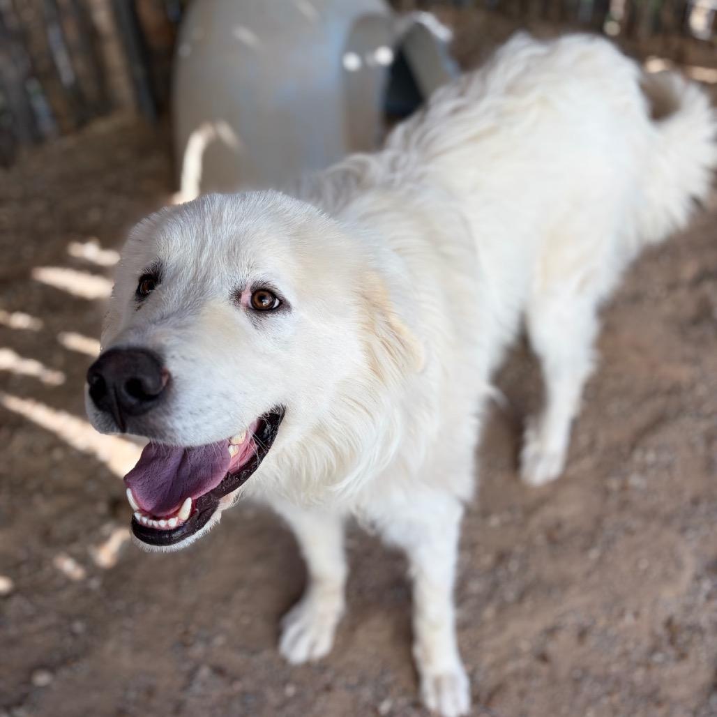 Yeti, a Adoptable Great Pyrenees in Taos, NM image 2/5