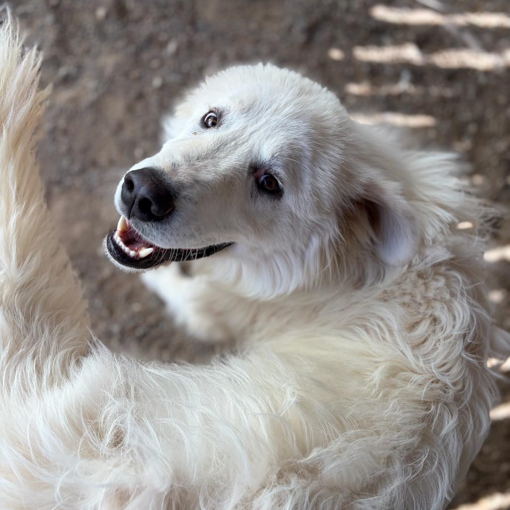 Yeti, a Adoptable Great Pyrenees in Taos, NM image 3/5
