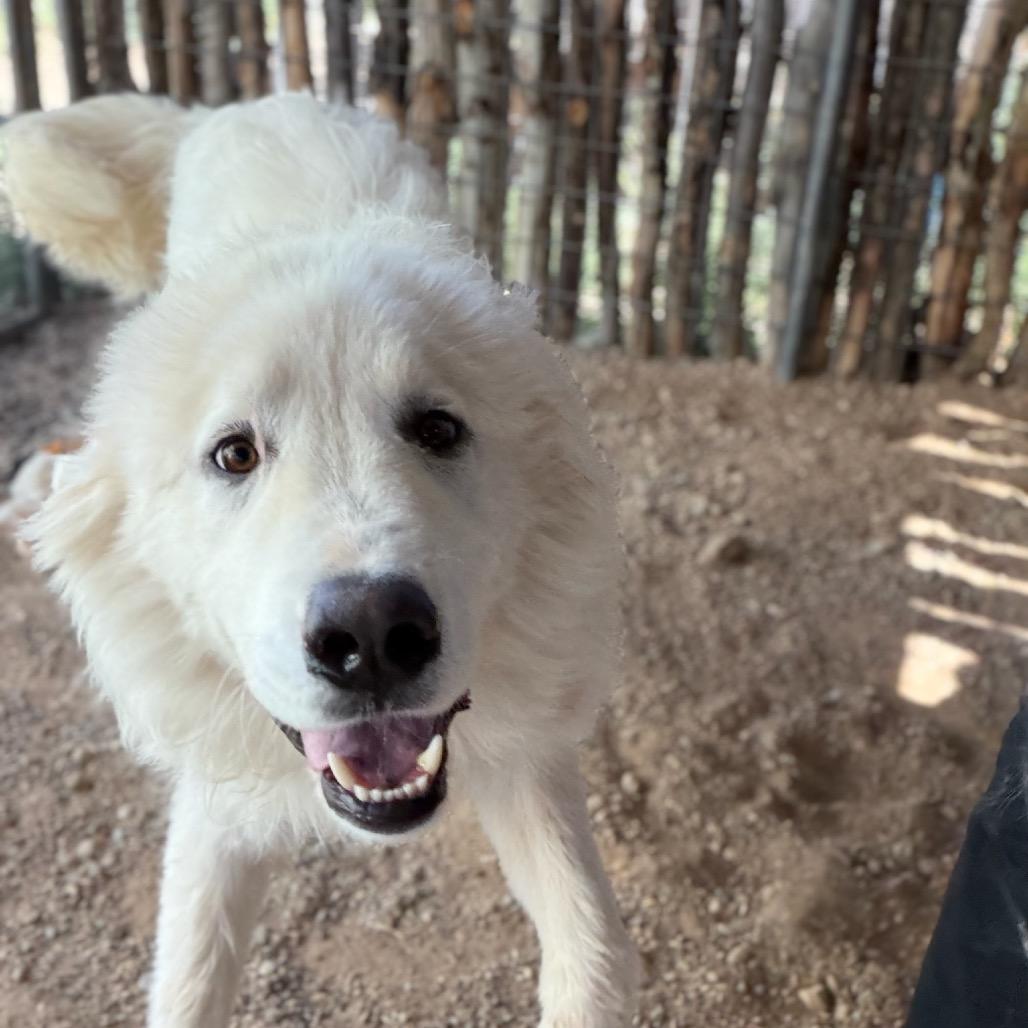 Yeti, a Adoptable Great Pyrenees in Taos, NM image 4/5