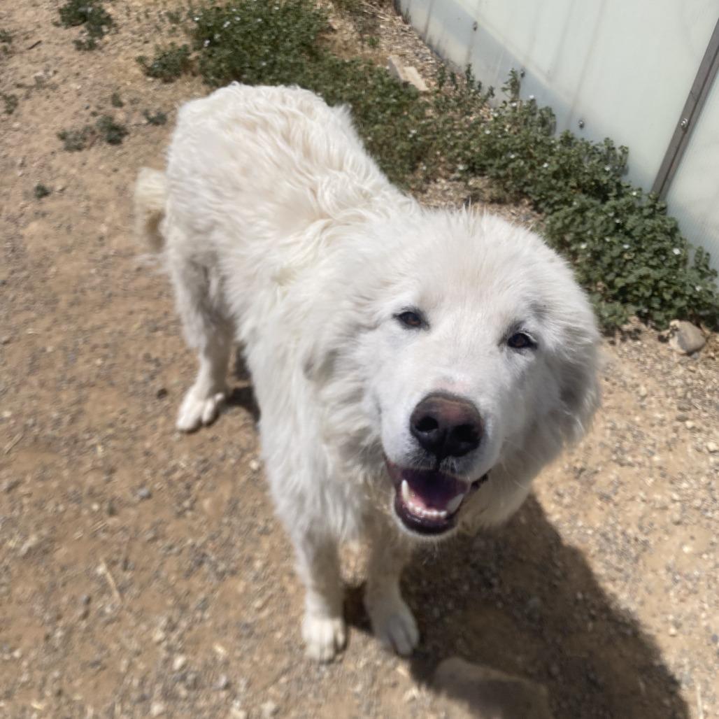 Yeti, a Adoptable Great Pyrenees in Taos, NM image 5/5