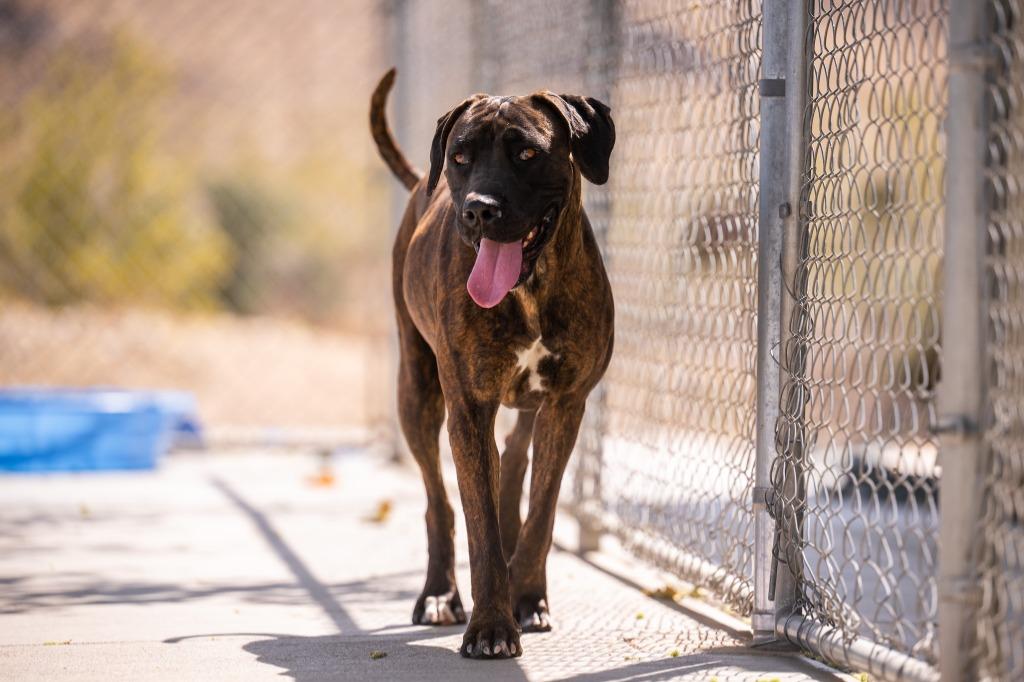 Maeve, Adoptable, Young Female Doberman Pinscher & Mastiff.