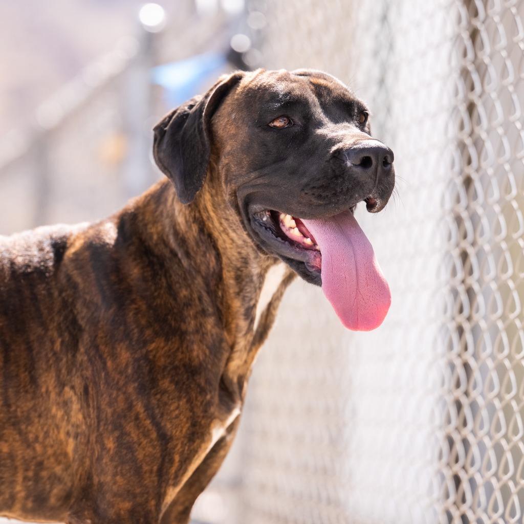 Maeve, a Adoptable mixed breed in Twentynine Palms, CA image 2/6