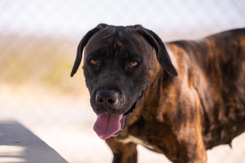 Maeve, a Adoptable mixed breed in Twentynine Palms, CA image 3/6