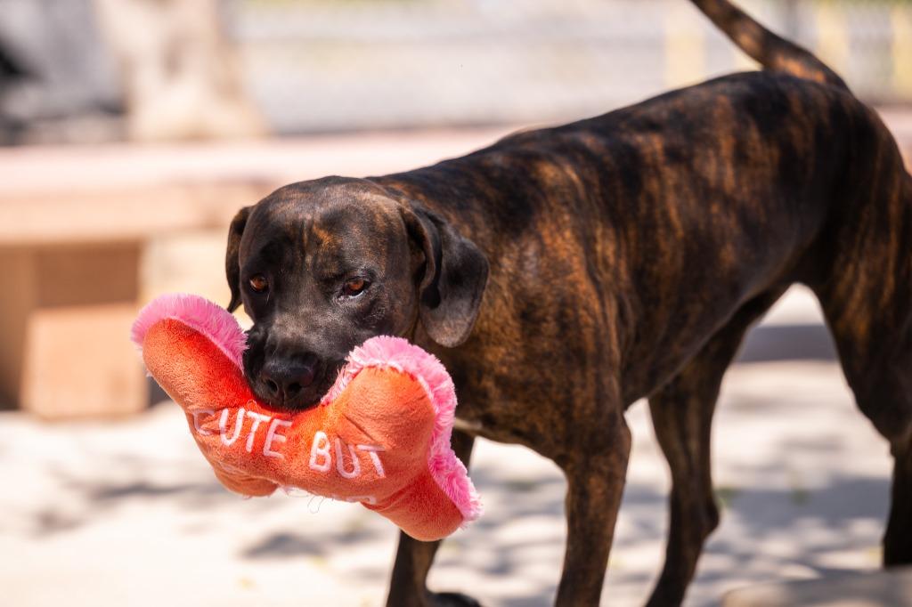 Maeve, a Adoptable mixed breed in Twentynine Palms, CA image 4/6