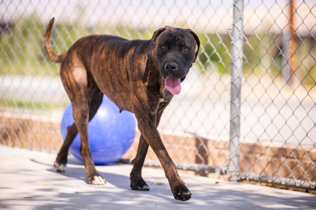 Maeve, a Adoptable mixed breed in Twentynine Palms, CA image 5/6