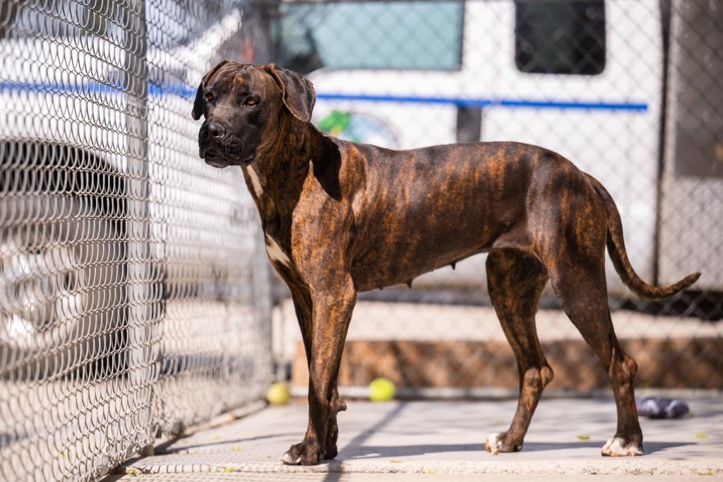 Maeve, a Adoptable mixed breed in Twentynine Palms, CA image 6/6