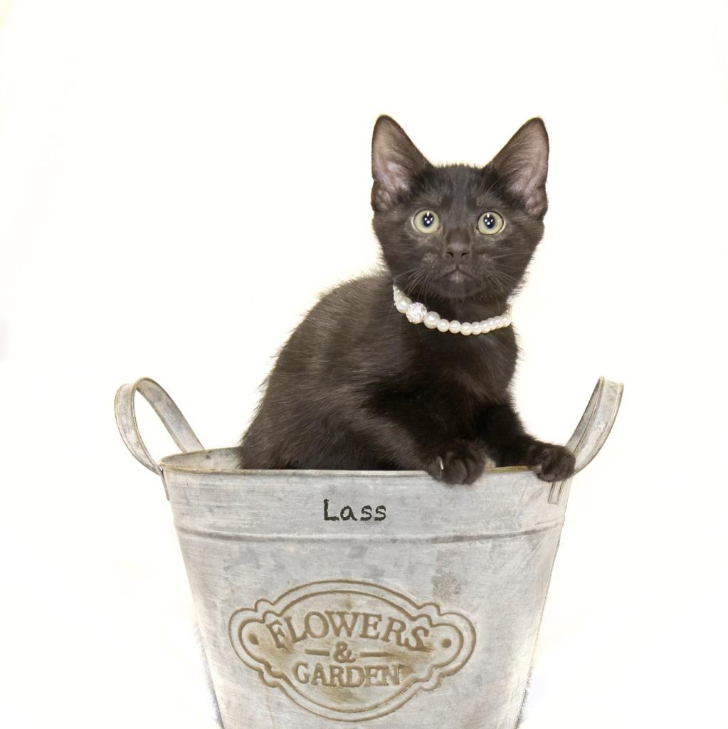 Lass, Adoptable, Young Female Domestic Short Hair.