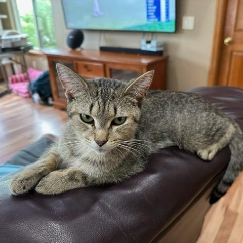Nala
