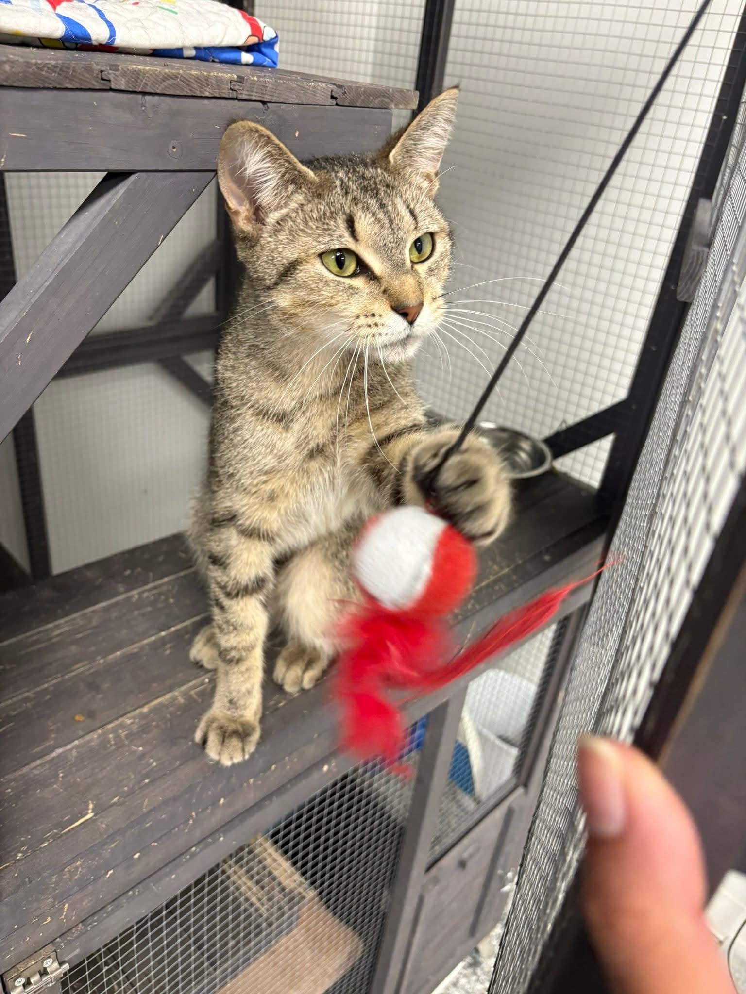 Nala