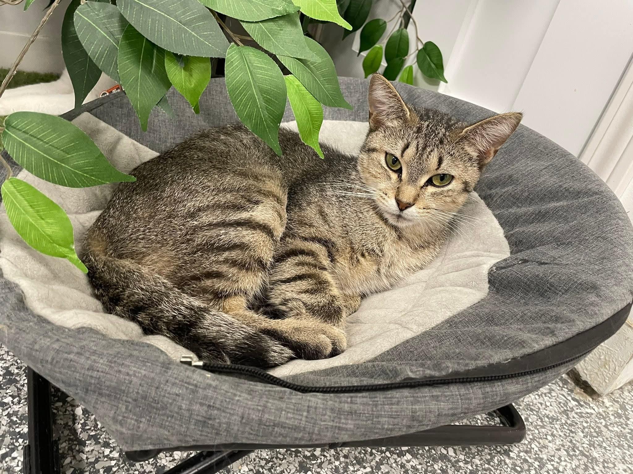Nala