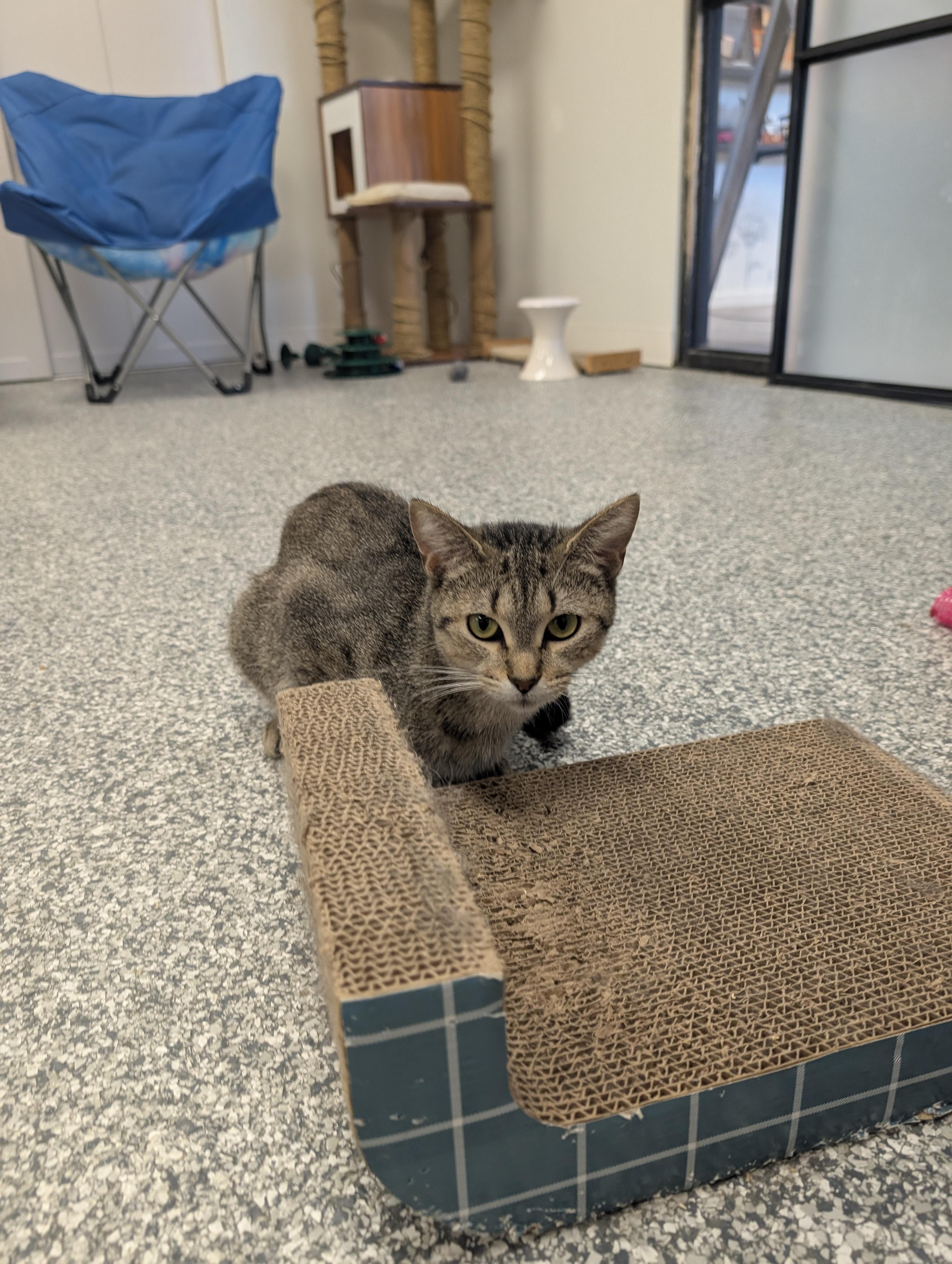 Nala